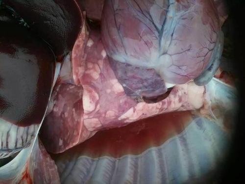 蓝晟制药精品组合产品(—)咳喘传奇:顽固呼吸道高效治疗药物